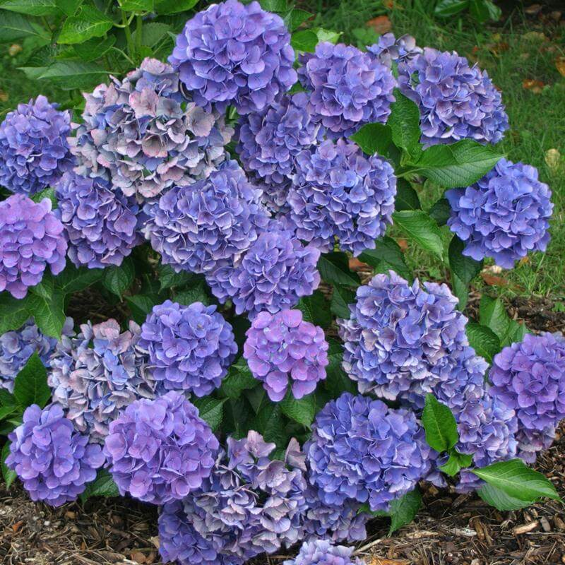 Cityline® Venice Bigleaf Hydrangea - Image 3