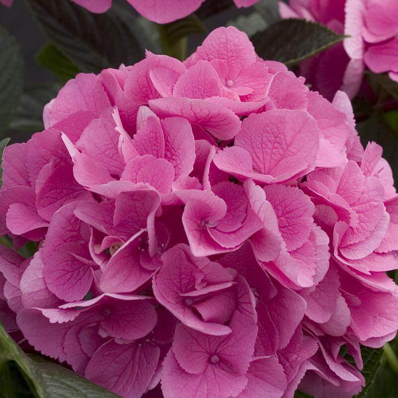 Cityline® Venice Bigleaf Hydrangea - Image 4