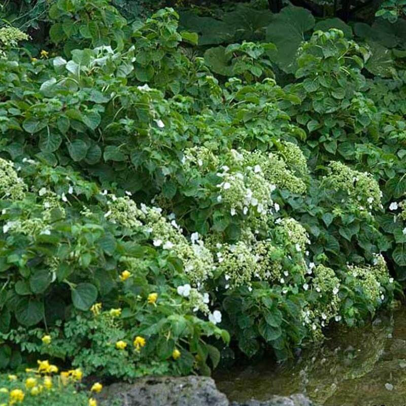 Climbing Hydrangea - Image 4