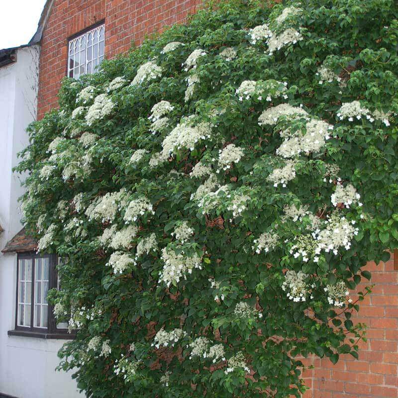 Climbing Hydrangea - Image 5