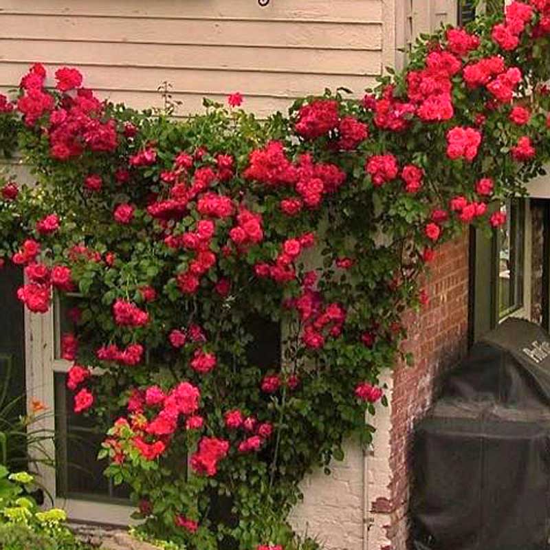 Climbing Rose Collection - Image 5
