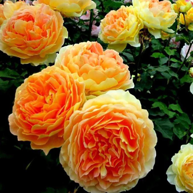 Climbing Rose Collection - Image 7
