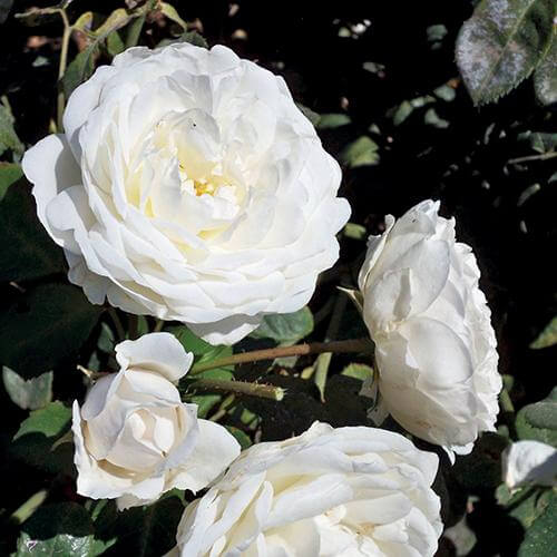 Cloud 10™ Climbing Rose - Image 3