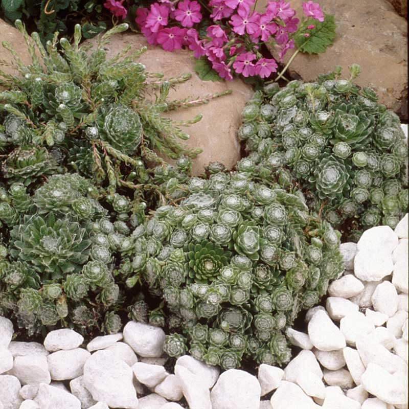 Cobweb Hens & Chicks - Image 2