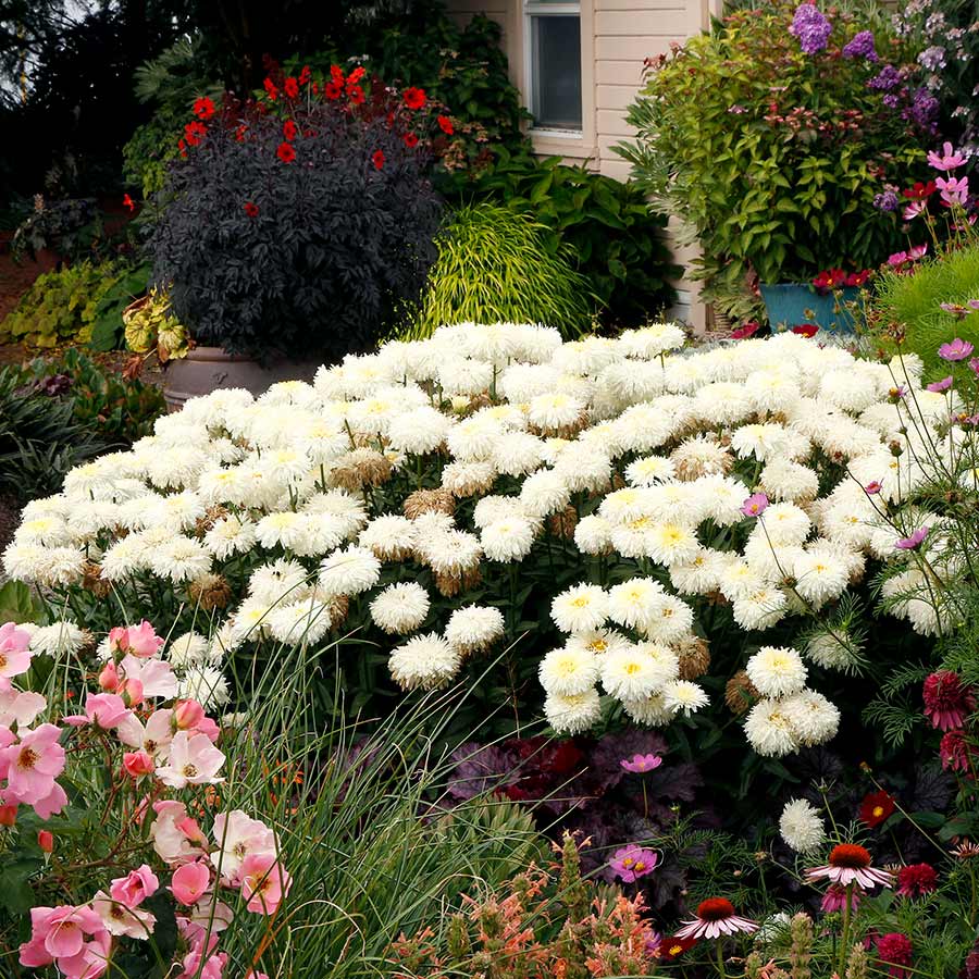 'Coconut' Double Shasta Daisy (Leucanthemum) - Image 3