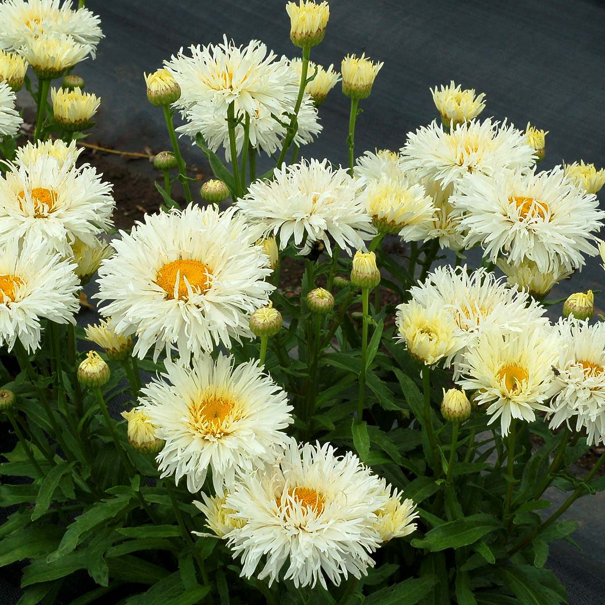 'Coconut' Double Shasta Daisy (Leucanthemum) - Image 4
