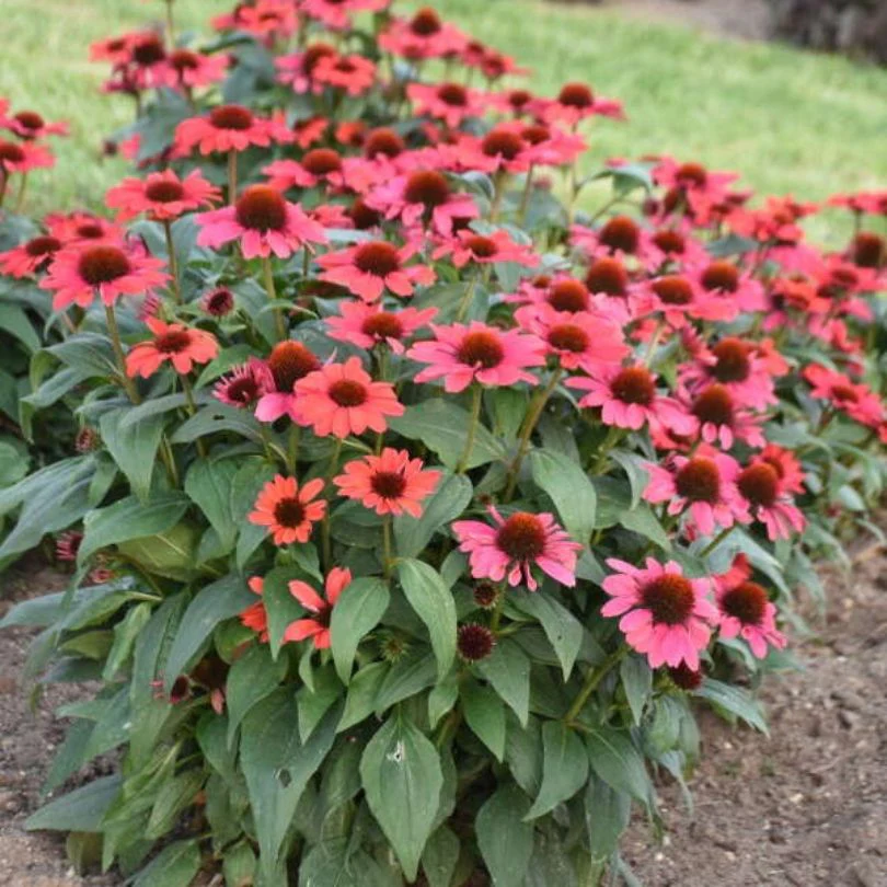 Color Coded™ 'Knock 'em Red' Coneflower (Echinacea) - Image 2