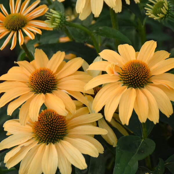 Color Coded® 'One in a Melon' Coneflower (Echinacea)