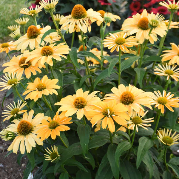 Color Coded® 'One in a Melon' Coneflower (Echinacea) - Image 2