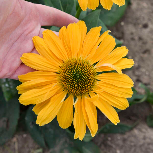 Color Coded® 'One in a Melon' Coneflower (Echinacea) - Image 3