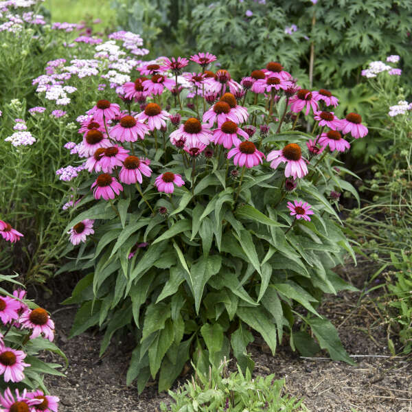 Color Coded® 'The Fuchsia is Bright' Coneflower (Echinacea)