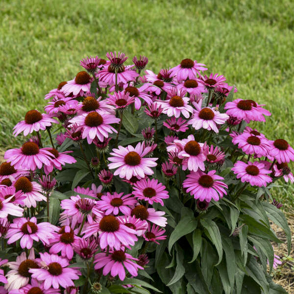 Color Coded® 'The Fuchsia is Bright' Coneflower (Echinacea) - Image 2