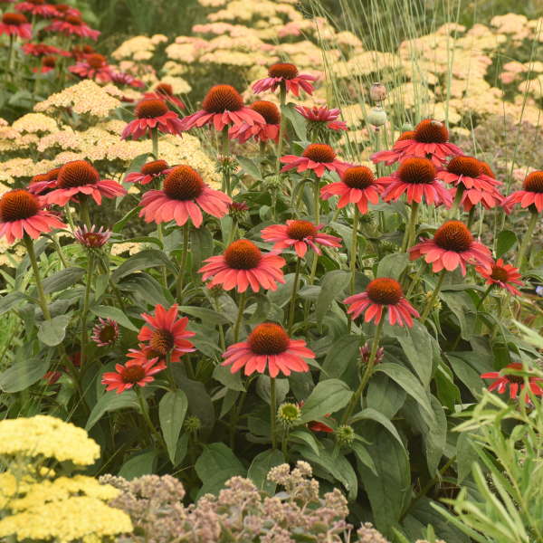 Color Coded™ 'Frankly Scarlet' Coneflower (Echinacea) - Image 4