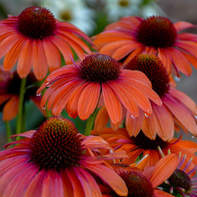 Color Coded™ 'Orange You Awesome' Coneflower (Echinacea) - Image 2