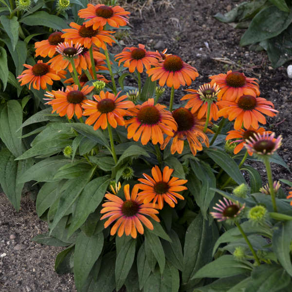 Color Coded™ 'Orange You Awesome' Coneflower (Echinacea) - Image 6