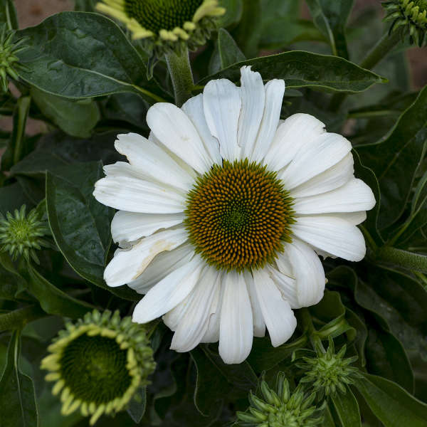Color Coded™ 'The Price is White' Coneflower (Echinacea) - Image 2