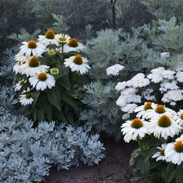 Color Coded™ 'The Price is White' Coneflower (Echinacea) - Image 3