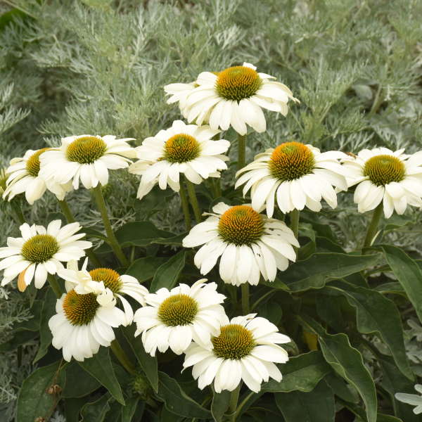 Color Coded™ 'The Price is White' Coneflower (Echinacea) - Image 4