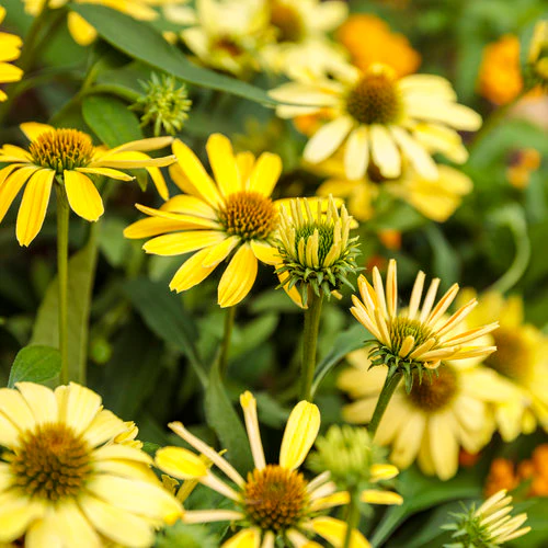 Color Coded™ 'Yellow My Darling' Coneflower (Echinacea) - Image 3