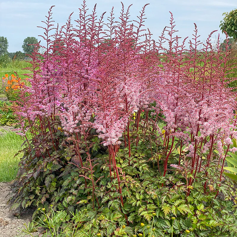 Color Flash® Astilbe - Image 2