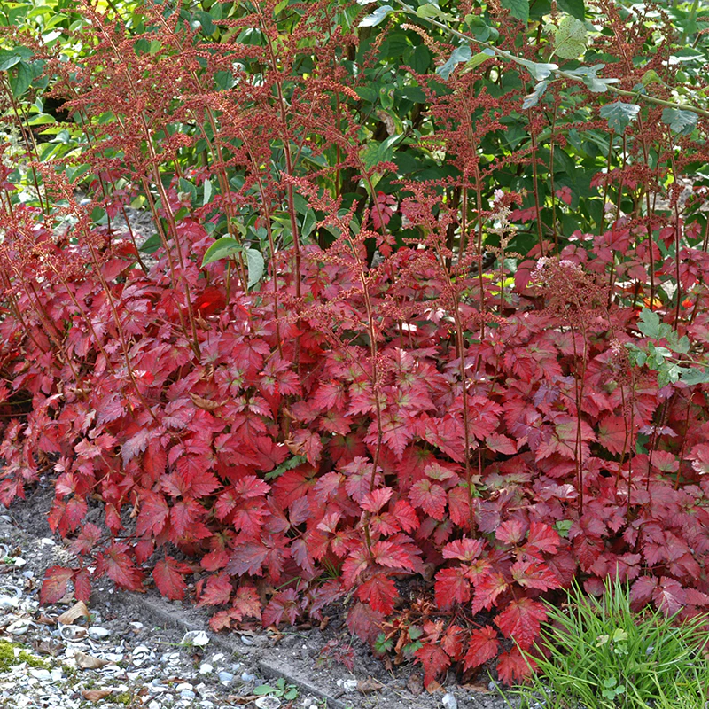 Color Flash® Astilbe - Image 3