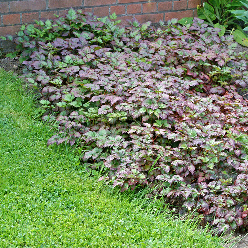 Color Flash® Astilbe - Image 5