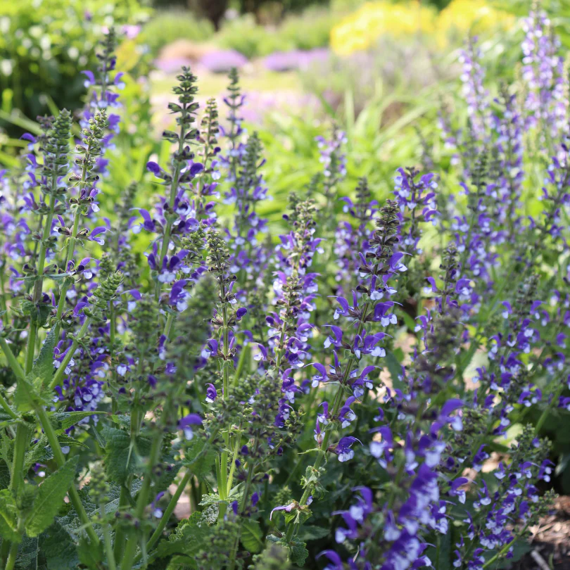 Color Spires® 'Azure Snow' Salvia - Image 3