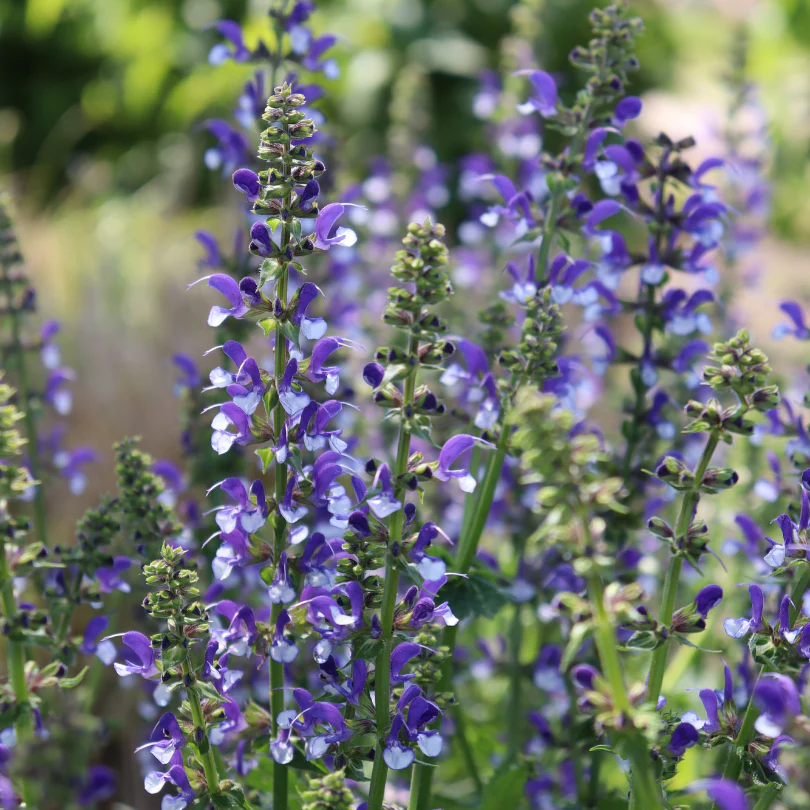 Color Spires® 'Azure Snow' Salvia - Image 4