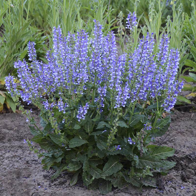 Color Spires® 'Azure Snow' Salvia - Image 5