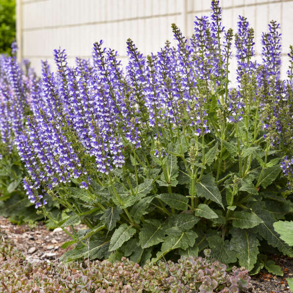 Color Spires® 'Azure Snow' Salvia - Image 7