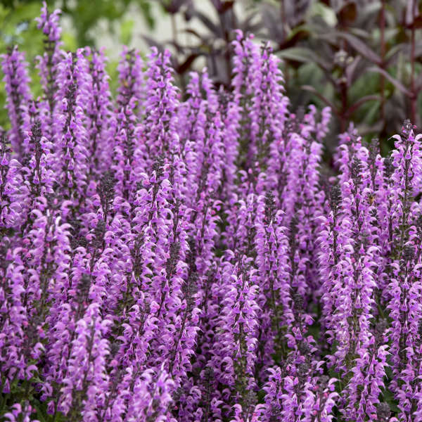Color Spires® 'Back to the Fuchsia' Salvia - Image 2
