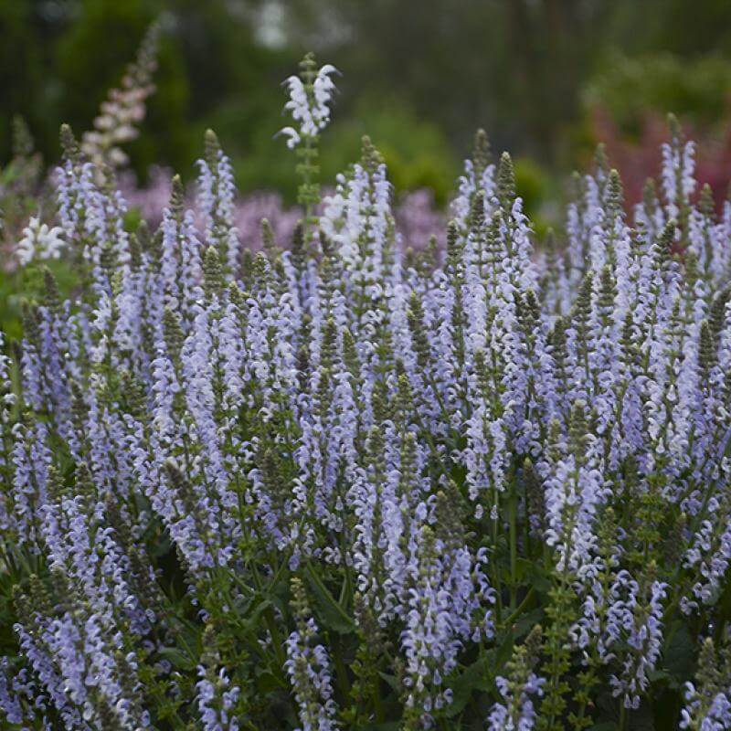 Color Spires® 'Crystal Blue' Salvia - Image 4