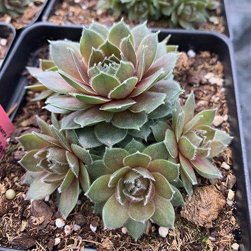 'Commander Hay' Hens & Chicks - Image 2