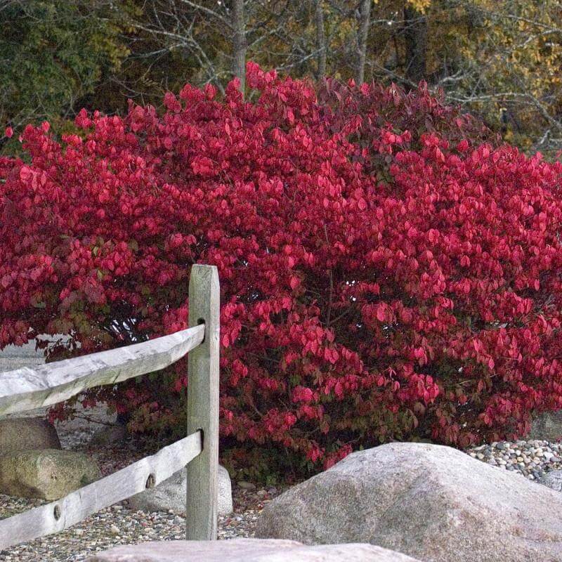 'Compactus' Burning Bush - Image 2