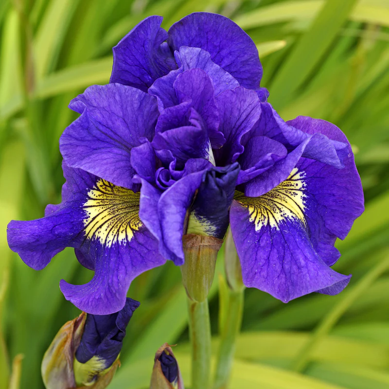 'Concord Crush' Siberian Iris - Image 3
