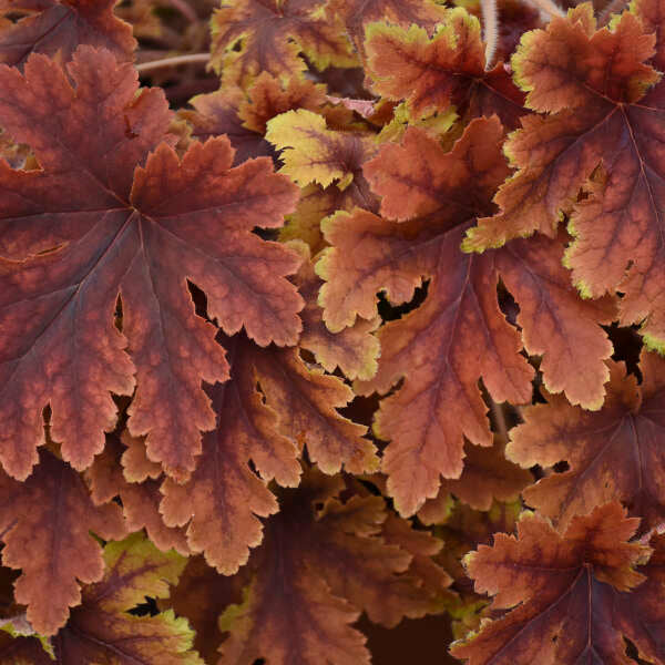 'Copper King' Foamy Bells (Heucherella) - Image 2