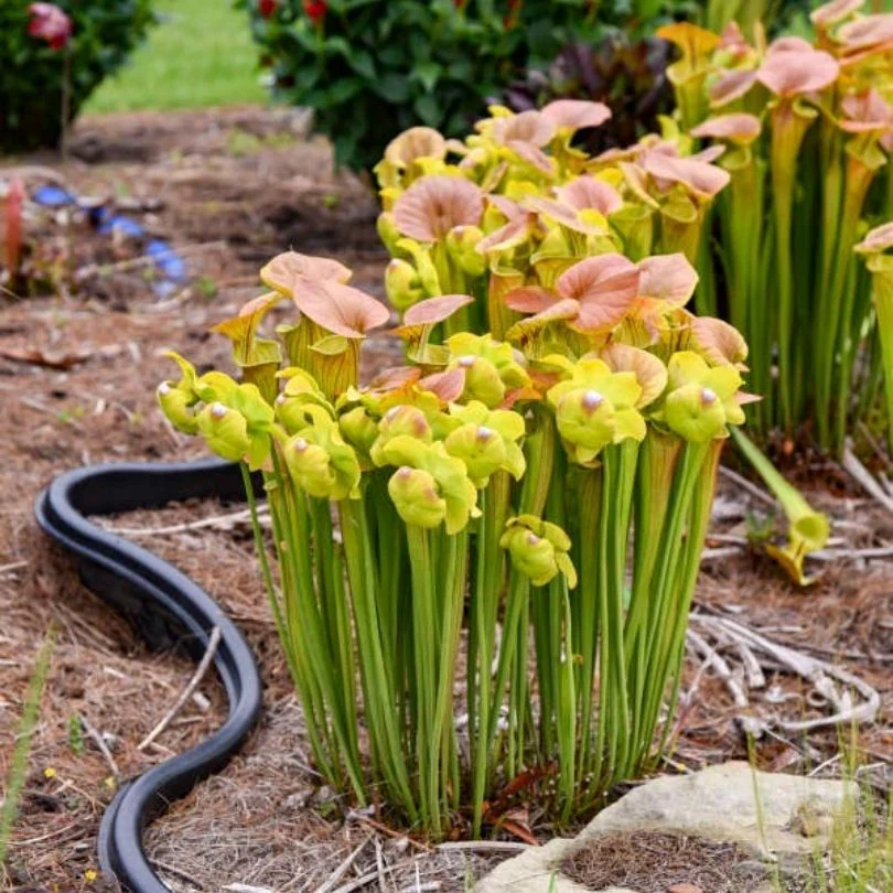 'Copper Top' Pitcher Plant (Saracennia) - Image 2