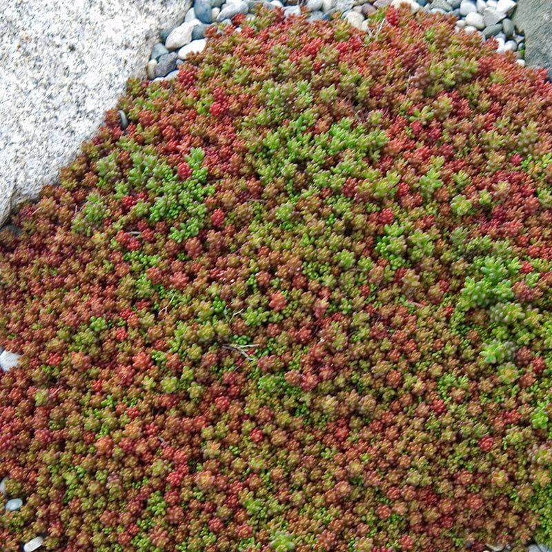 'Coral Carpet' Stonecrop (Sedum) - Image 3