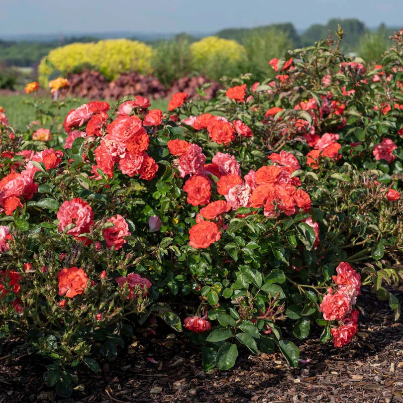 Coral Drift® Rose - Image 3