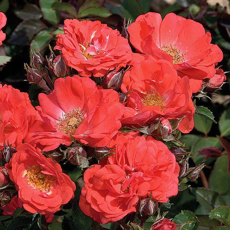Coral Drift® Rose - Image 4
