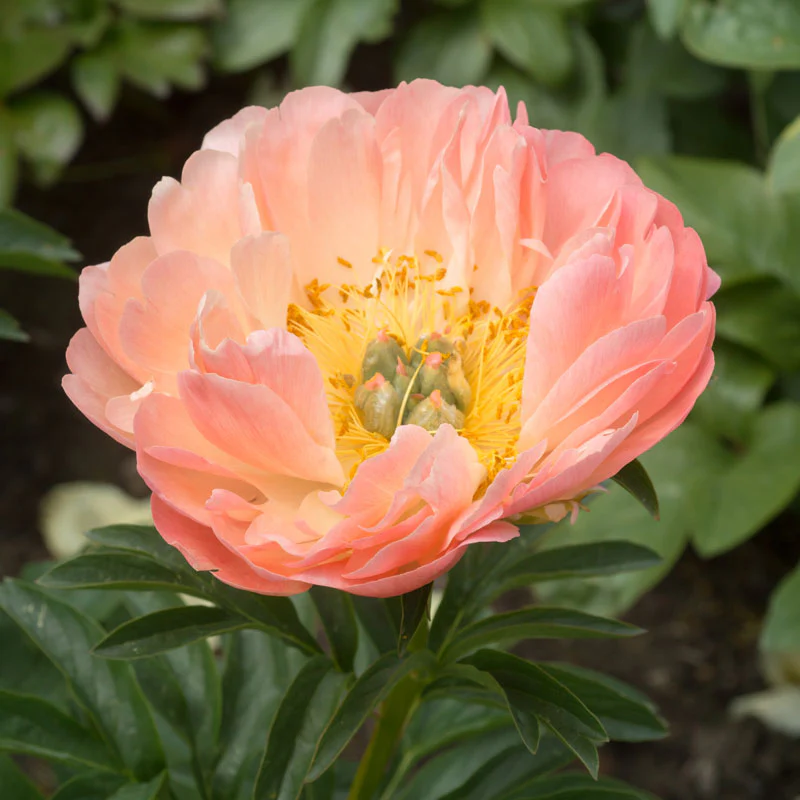 'Coral Sunset' Peony (Paeonia) - Image 3
