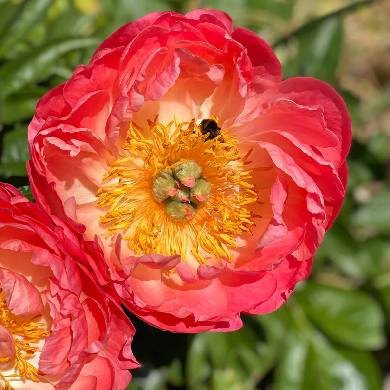 'Coral Sunset' Peony (Paeonia) - Image 5