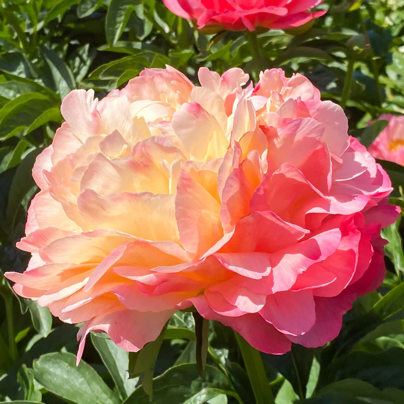 'Coral Sunset' Peony (Paeonia) - Image 6