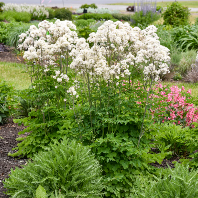 'Cotton Ball' Meadow Rue (Thalictrum) - Image 3