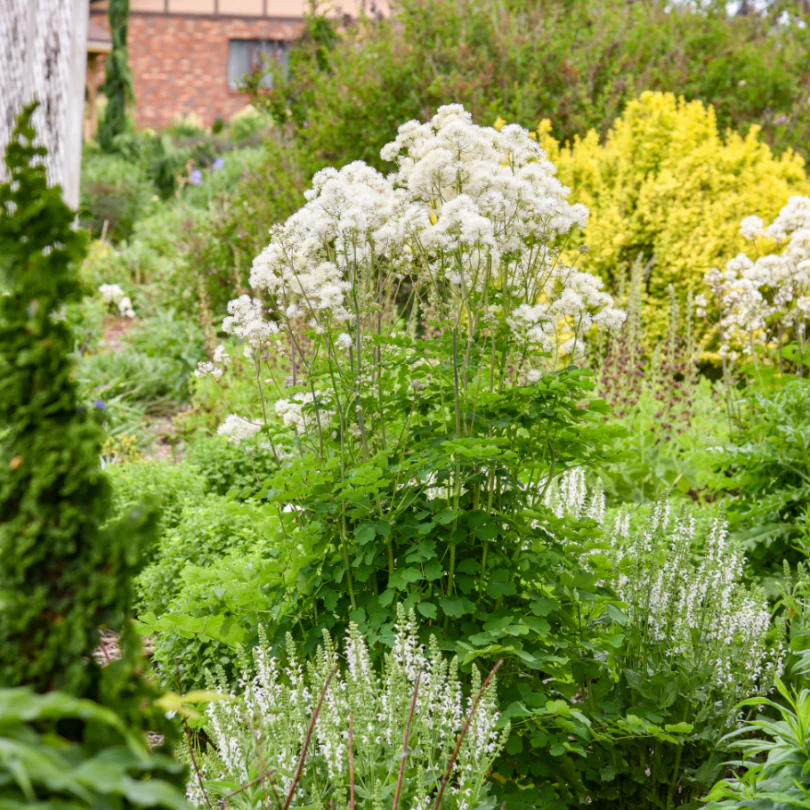 'Cotton Ball' Meadow Rue (Thalictrum) - Image 4