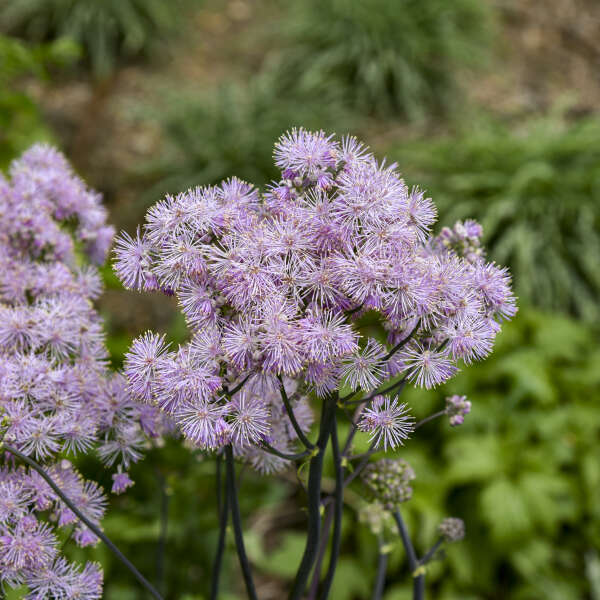 'Cotton Candy' Meadow Rue (Thalictrum) - Image 3