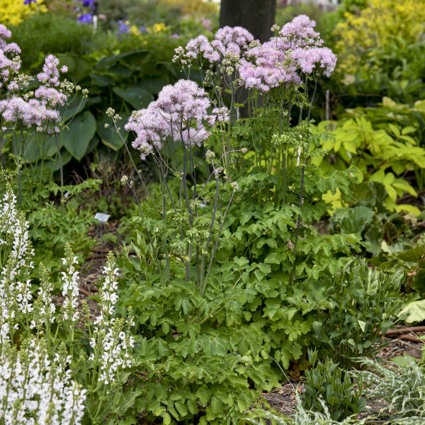 'Cotton Candy' Meadow Rue (Thalictrum) - Image 4