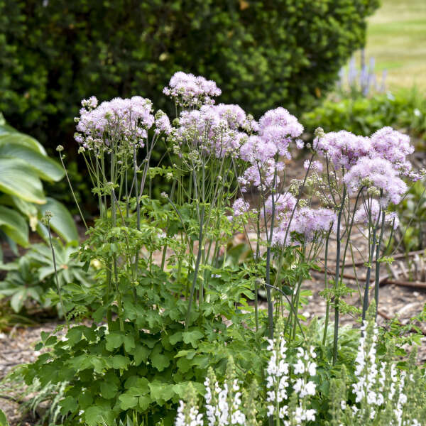 'Cotton Candy' Meadow Rue (Thalictrum) - Image 5