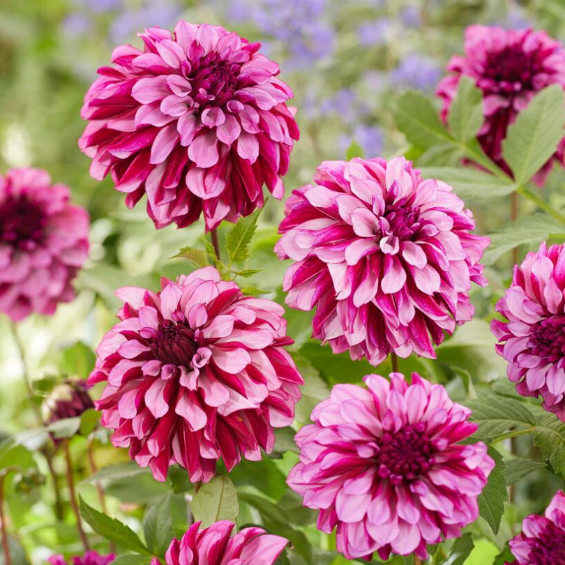 'Cranberry Classic' Dahlia