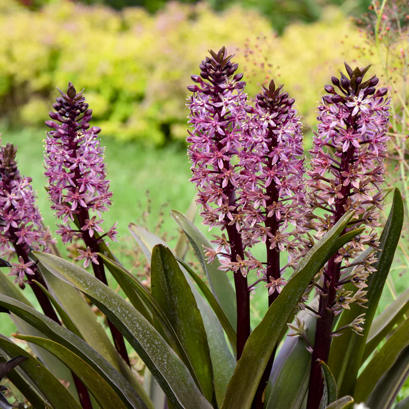Crowning Glory™ ‘Purple Reign’ Pineapple Lily (Eucomis) - Image 2